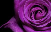 42256-rose-wallpapers-love-rose-wallpapers-purple-rose-wallpapers-roses