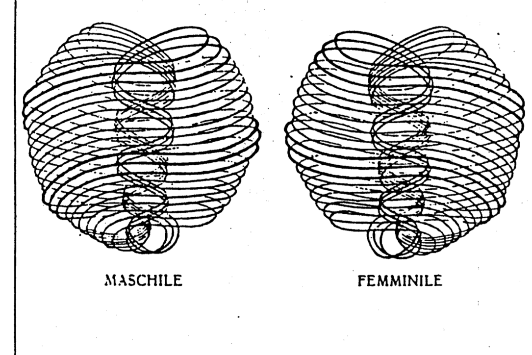 ATOMI MASCHILI E FEMMINILI